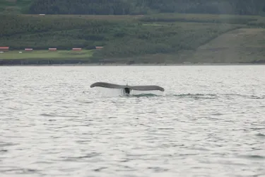 Island2024_0976.JPG