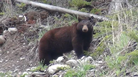 Kanada2017_0573.JPG
