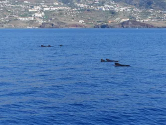 Madeira_0692.JPG