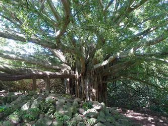 Hawaii2016_1017.JPG