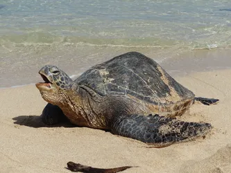 Hawaii2016_1172.JPG