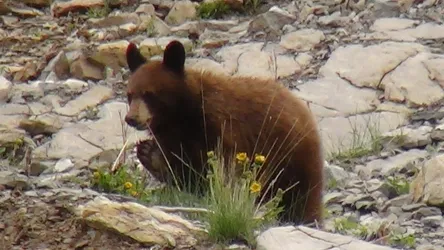 Kanada2017_0576.JPG