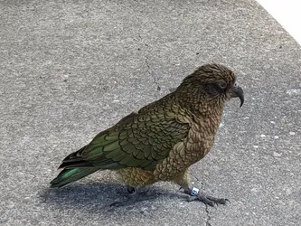 NZ2022_1318.jpg