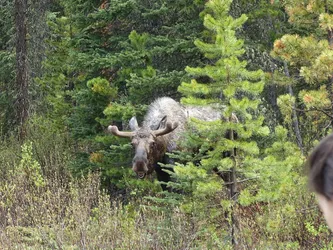 Kanada2017_0540.JPG