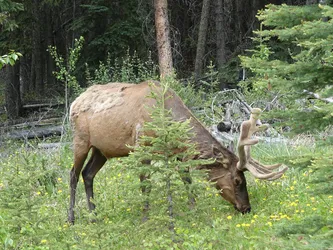 Kanada2017_0353.JPG